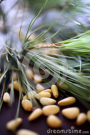 Pine nuts with pine tree branch