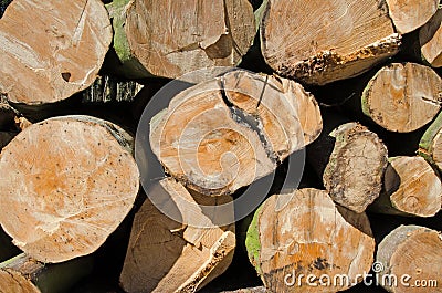 Pine timber stacked at lumber yard