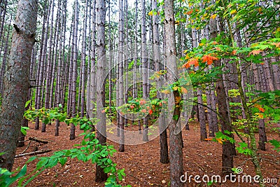 Pine Tree Forest - Sleeping Bear Dunes Pierce Stocking Drive