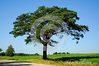 Pine tree by the road