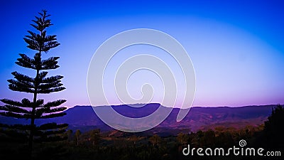 Pine trees, and views of the mountain