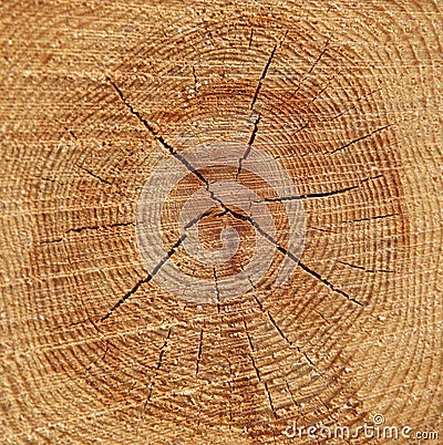 Pine Wood Tree Rings Background