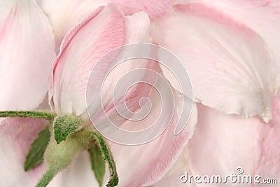 Pink apple blossom petals background