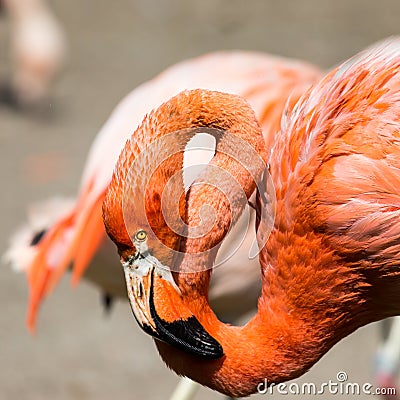 The pink Caribbean flamingo ( Phoenicopterus ruber ruber ) goes on water. Pink flamingo goes on a swamp.