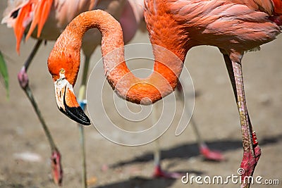 The pink Caribbean flamingo ( Phoenicopterus ruber ruber ) goes on water. Pink flamingo goes on a swamp.