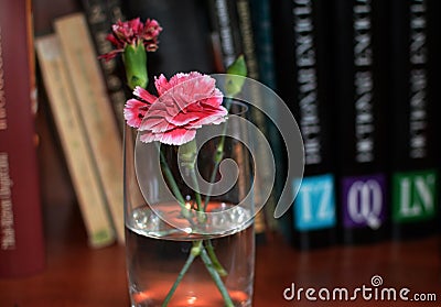 Pink Carnation on a Book Shelf