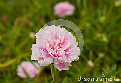 Pink carnation flower