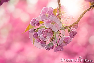 Pink cherry blossom flowers