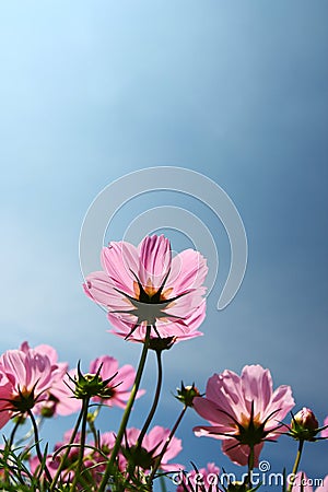 Pink cosmos flower field