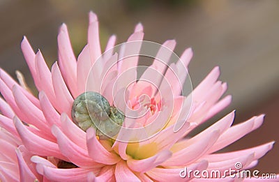 Pink dahlia flower with canker worm