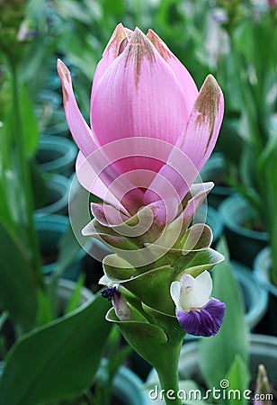 Pink field of Siam tulip