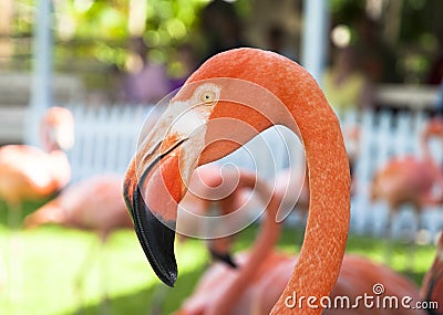 Pink Flamingo