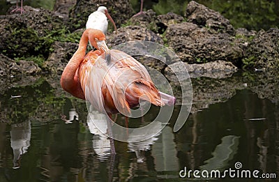 Pink Flamingo Standing On One Leg