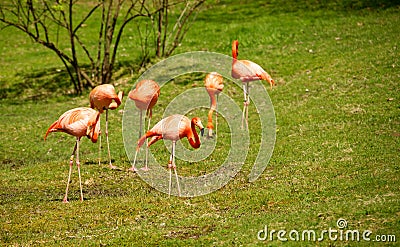 Pink flamingos