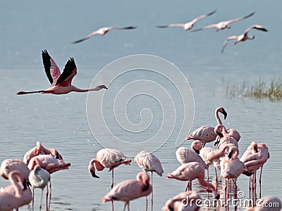 Pink flamingos flies over the water