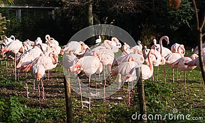 Pink flamingos at Rotterdam Zoo