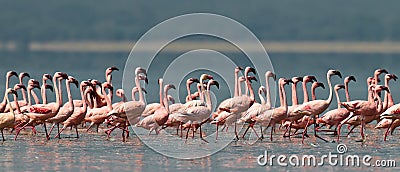 Pink flamingos walks on the water