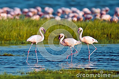 Pink flamingos walks on the water