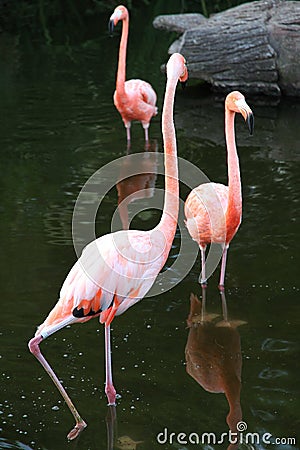 Pink Flamingos in water. Third wheel.