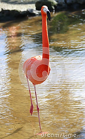 Pink flamingos, wild life