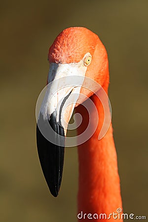 Pink flamingos, wild life