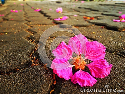 Pink flower on the footpath