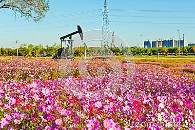 The pink flowers and pumping unit