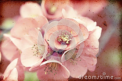 Pink flowers on vintage background