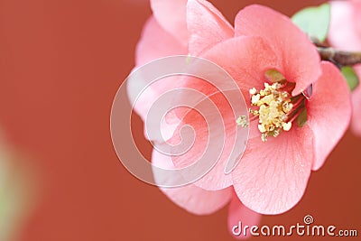 Pink flowers on vintage background