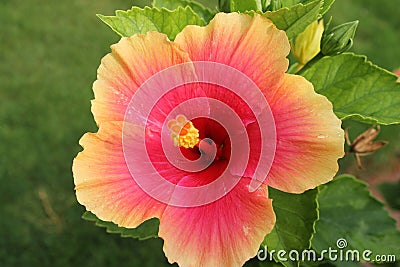 Pink Hibiscus Flower - Hibiscus rosa-sinensis