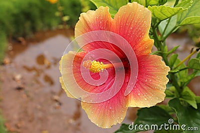 Pink Hibiscus Flower - Hibiscus rosa-sinensis with water droplet