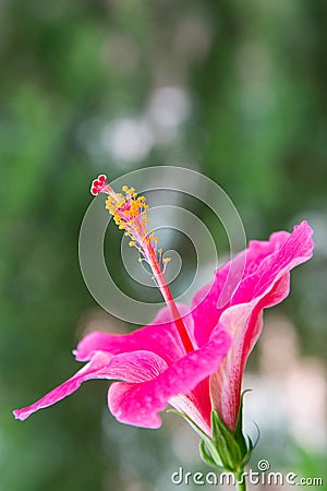 Pink hibiscus flower with leaves