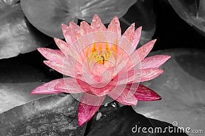 Pink lotus with a bee on black and white pond