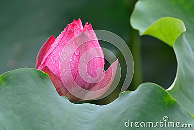 Pink Lotus bud in the rain