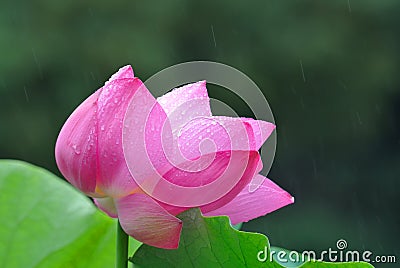 Pink Lotus flower in the rain