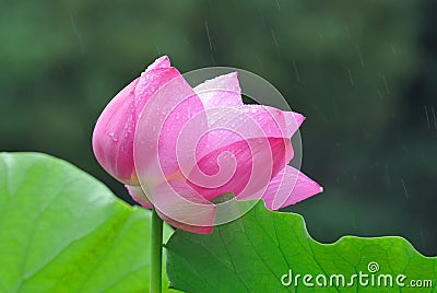 Pink Lotus in the rain