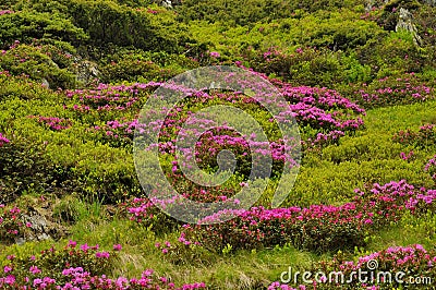 Pink mountain rhododendron flowers