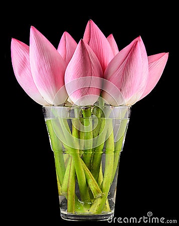 Pink Nelumbo nucifera flowers in a transparent vase, close up