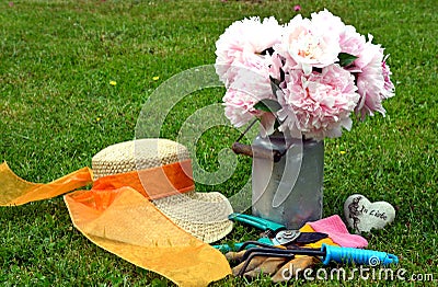 Pink peonies in the garden