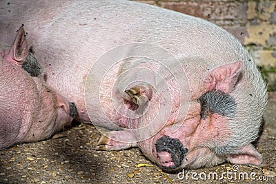 Pink pig sleeping