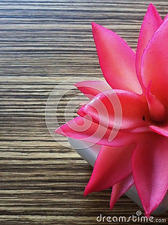 Pink plant on desk