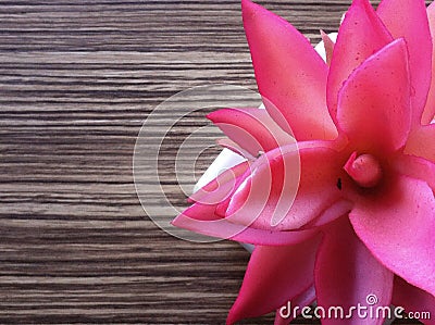 Pink plant on desk