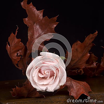 Pink rose & autumn leaves