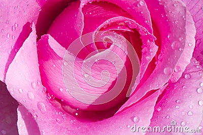 Pink Rose with drops