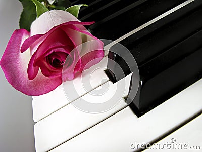 Pink rose on piano keys