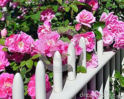 Pink Roses on Fence