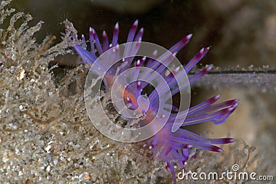 Pink sea slug