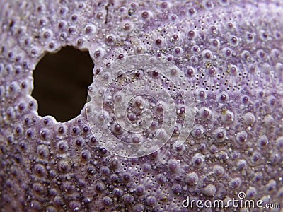 Pink sea urchin texture