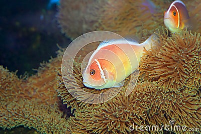 Pink skunk clownfish