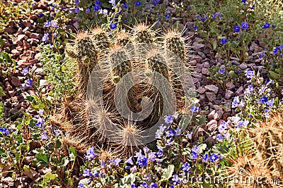 Pipe Cactus Blue Flowers Desert Garden Phoenix